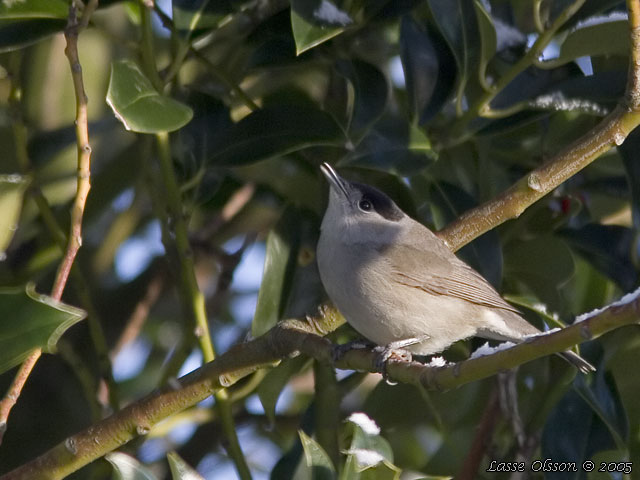 SVARTHTTA / EURASIAN BLACKCAP (Sylvia atricapilla)