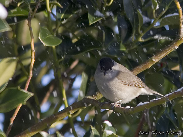 SVARTHTTA / EURASIAN BLACKCAP (Sylvia atricapilla)