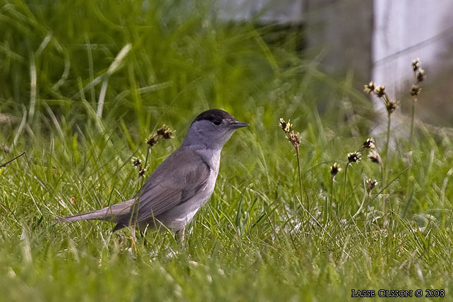 SVARTHTTA / EURASIAN BLACKCAP (Sylvia atricapilla) - stor bild / full size