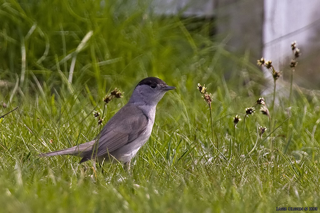 SVARTHTTA / EURASIAN BLACKCAP (Sylvia atricapilla) - stng / close