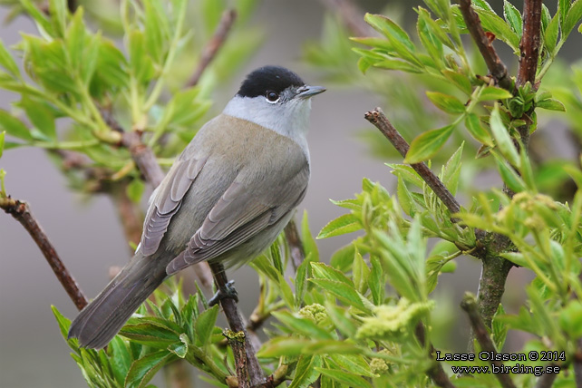 SVARTHÄTTA / EURASIAN BLACKCAP (Sylvia atricapilla) - STOR BILD / FULL SIZE