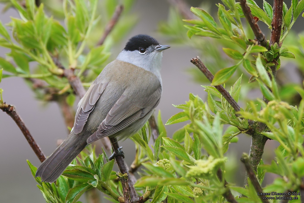 SVARTHTTA / EURASIAN BLACKCAP (Sylvia atricapilla) - Stng / close