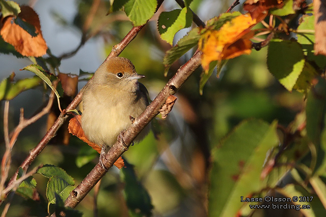 SVARTHÄTTA / EURASIAN BLACKCAP (Sylvia atricapilla) - STOR BILD / FULL SIZE