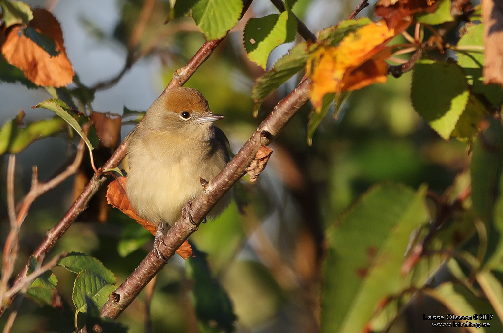 SVARTHTTA / EURASIAN BLACKCAP (Sylvia atricapilla) - Stng / close