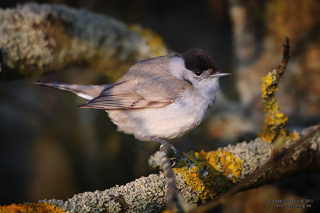 SVARTHTTA / EURASIAN BLACKCAP (Sylvia atricapilla) - Stng / close