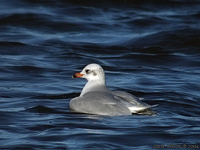 SVARTHUVAD MS / MEDITERRANEAN GULL (Ichthyaetus melanocephalus)