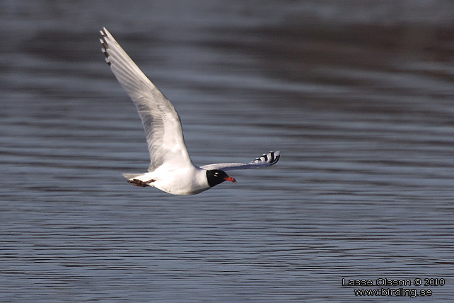 SVARTHUVAD MS / MEDITERRANEAN GULL (Ichthyaetus melanocephalus) - stor bild / full size