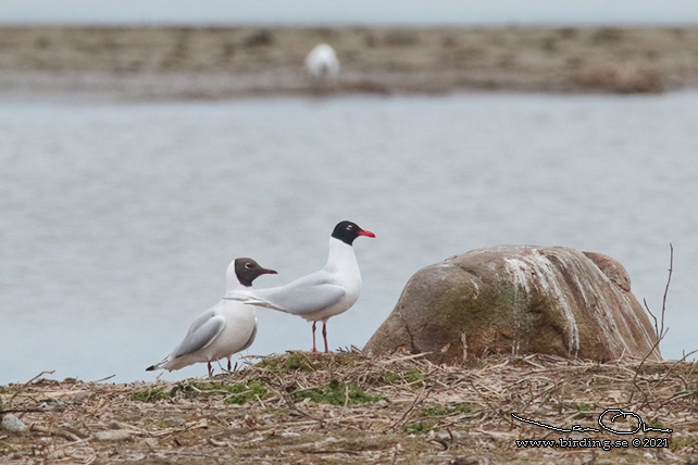 SVARTHUVAD MÅS / MEDITERRANEAN GULL (Ichthyaetus melanocephalus) - stor bild / full size