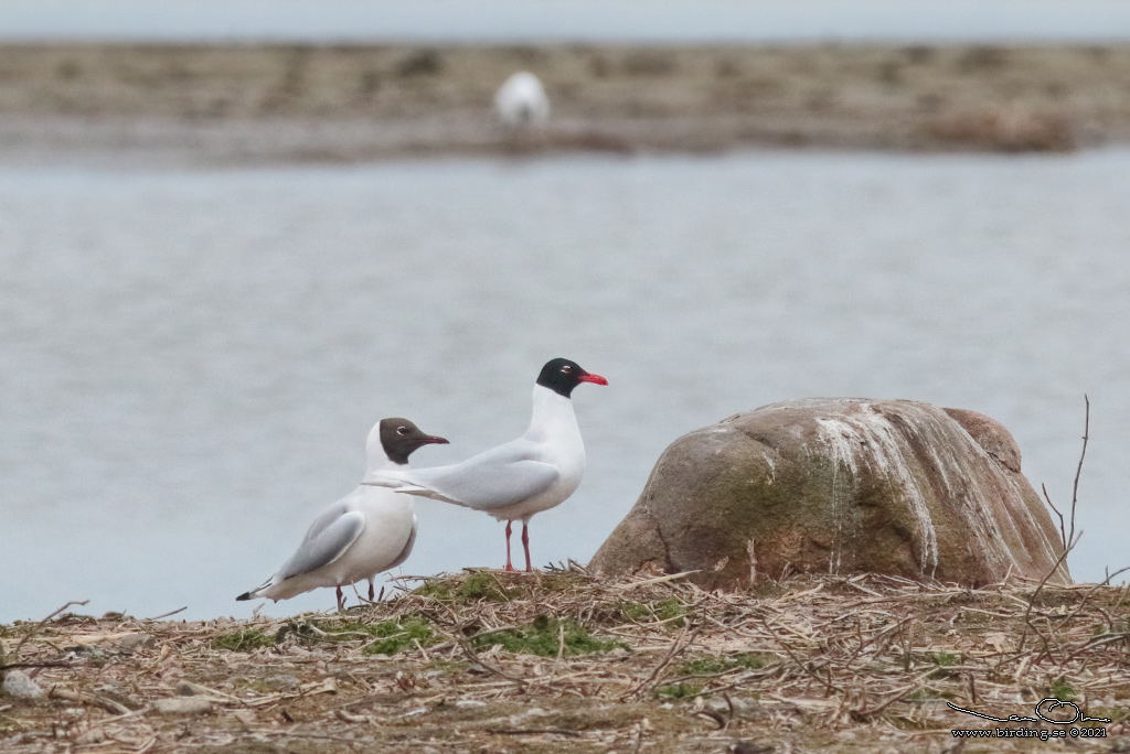 SVARTHUVAD MS / MEDITERRANEAN GULL (Ichthyaetus melanocephalus) - Stng / close