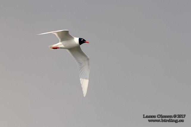 SVARTHUVAD MÅS / MEDITERRANEAN GULL (Ichthyaetus melanocephalus) - stor bild / full size