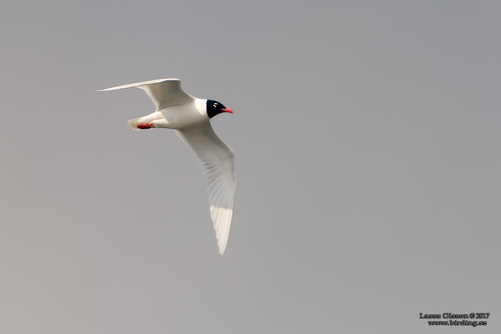 SVARTHUVAD MS / MEDITERRANEAN GULL (Ichthyaetus melanocephalus) - Stng / close