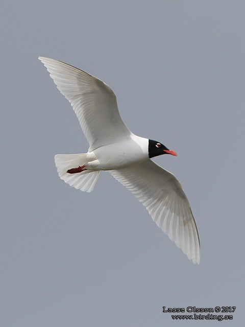 SVARTHUVAD MÅS / MEDITERRANEAN GULL (Ichthyaetus melanocephalus) - stor bild / full size