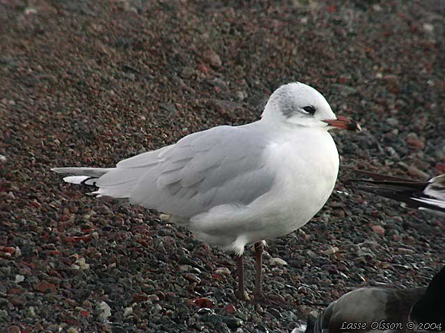 SVARTHUVAD MS / MEDITERRANEAN GULL (Ichthyaetus melanocephalus)