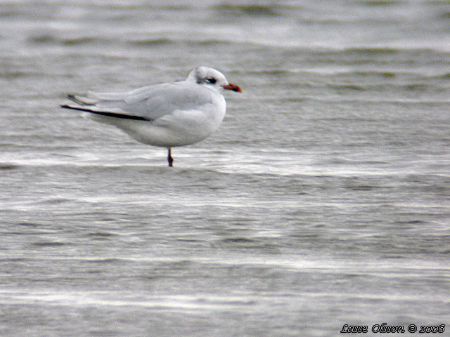 SVARTHUVAD MS / MEDITERRANEAN GULL (Ichthyaetus melanocephalus) - 3k / 3y