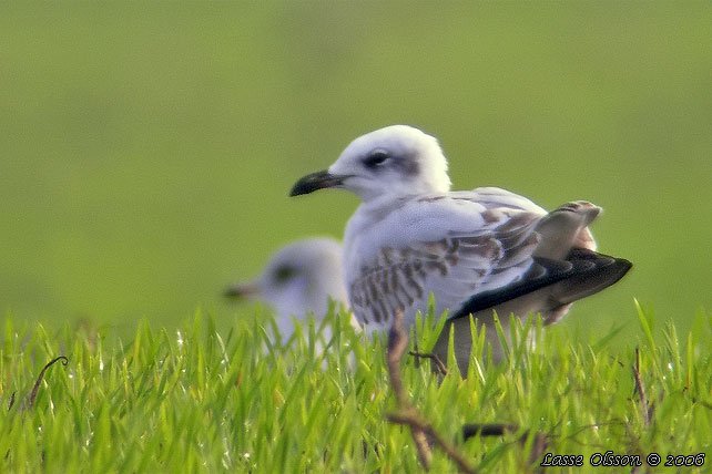 SVARTHUVAD MS / MEDITERRANEAN GULL (Ichthyaetus melanocephalus) - 1k/1y