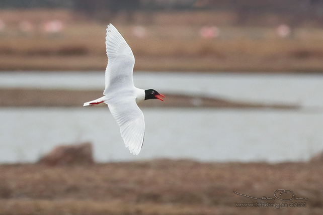 SVARTHUVAD MÅS / MEDITERRANEAN GULL (Ichthyaetus melanocephalus) - stor bild / full size