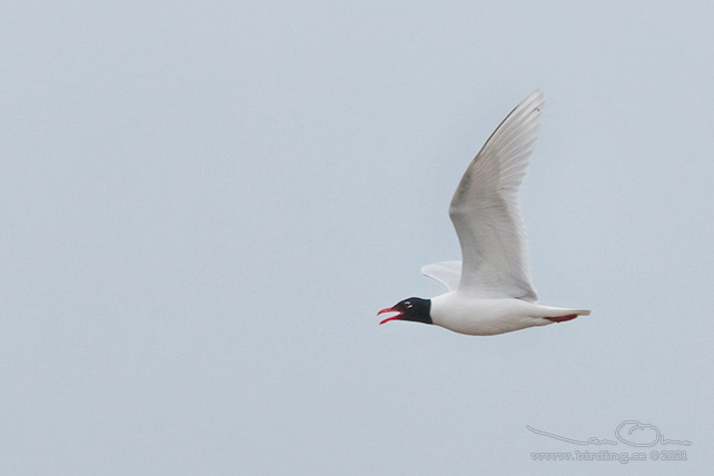 SVARTHUVAD MÅS / MEDITERRANEAN GULL (Ichthyaetus melanocephalus) - stor bild / full size