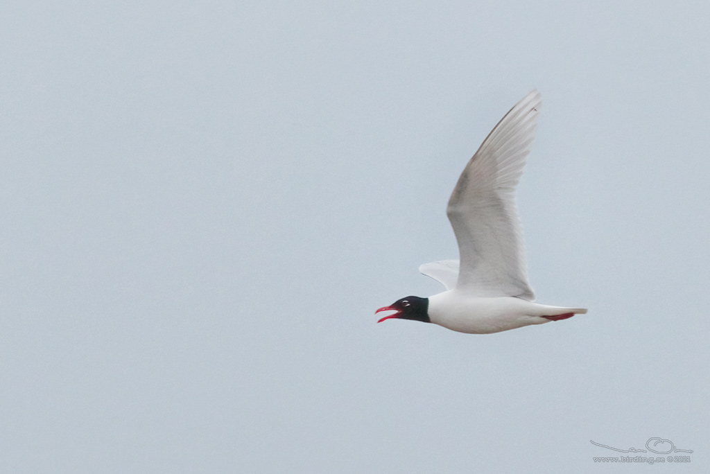 SVARTHUVAD MS / MEDITERRANEAN GULL (Ichthyaetus melanocephalus) - Stng / close