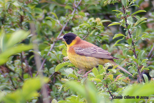 SVARTHUVAD SPARV / BLACK-HEADED BUNTING (Emberiza melanocephala)