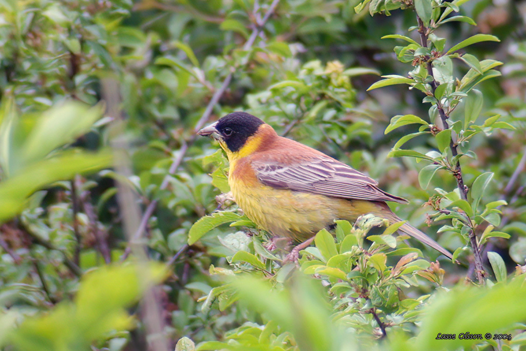 SVARTHUVAD SPARV / BLACK-HEADED BUNTING (Emberiza melanocephala) - Stng / Close