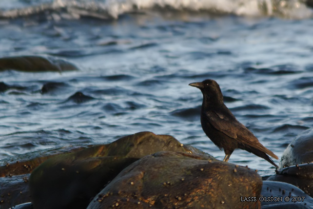 SVARTKRKA / CARRION CROW (Corvus corone corone)