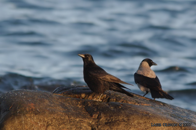 SVARTKRKA / CARRION CROW (Corvus corone corone) - stor bild / full size