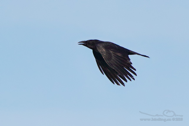 SVARTKRÅKA / CARRION CROW (Corvus corone corone) - stor bild / full size