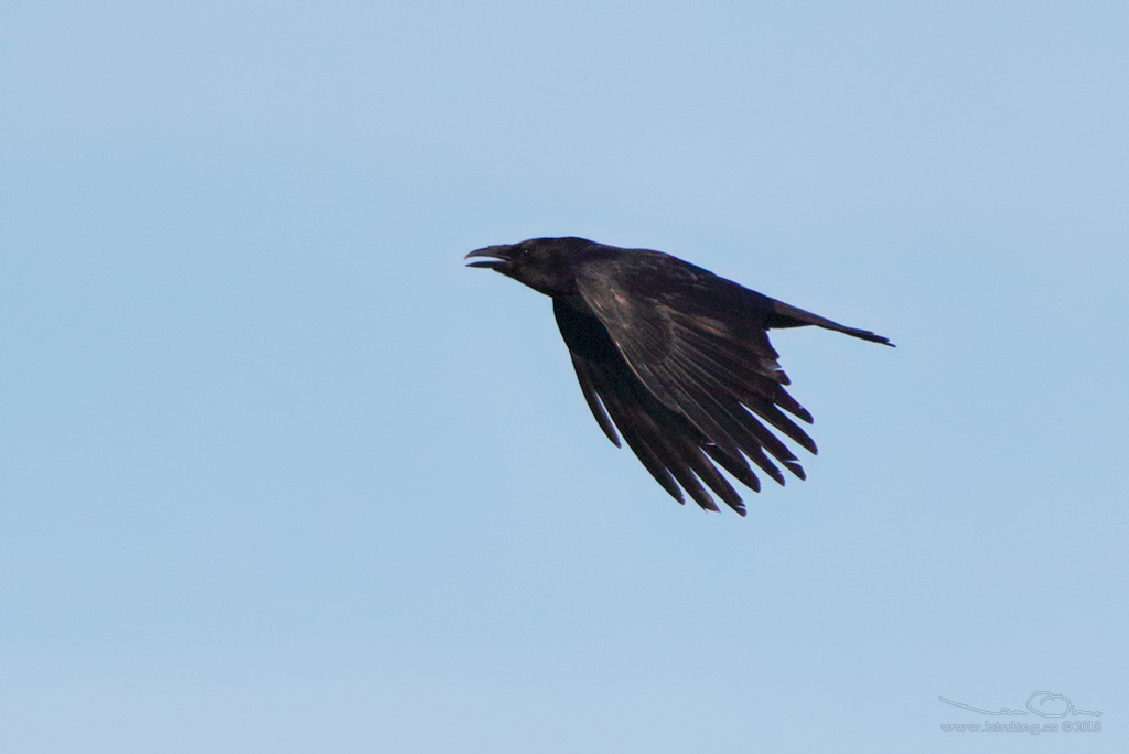 SVARTKRKA / CARRION CROW (Corvus corone corone) - Stng / Close