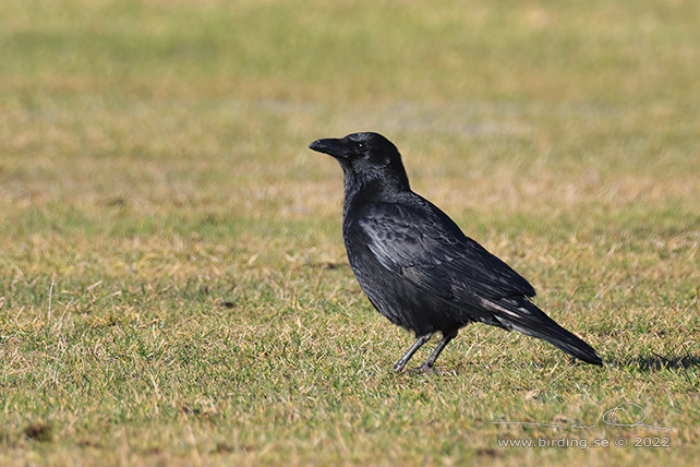 SVARTKRÅKA / CARRION CROW (Corvus corone corone) - stor bild / full size