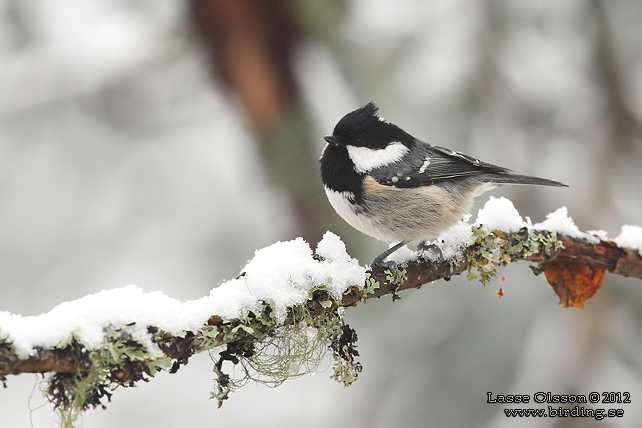 SVARTMES / COAL TIT (Periparus ater)