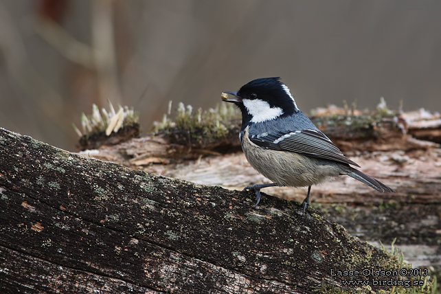 SVARTMES / COAL TIT (Periparus ater)