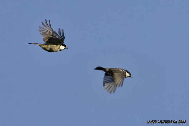 SVARTMES / COAL TIT (Periparus ater)