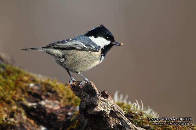 SVARTMES / COAL TIT (Periparus ater)