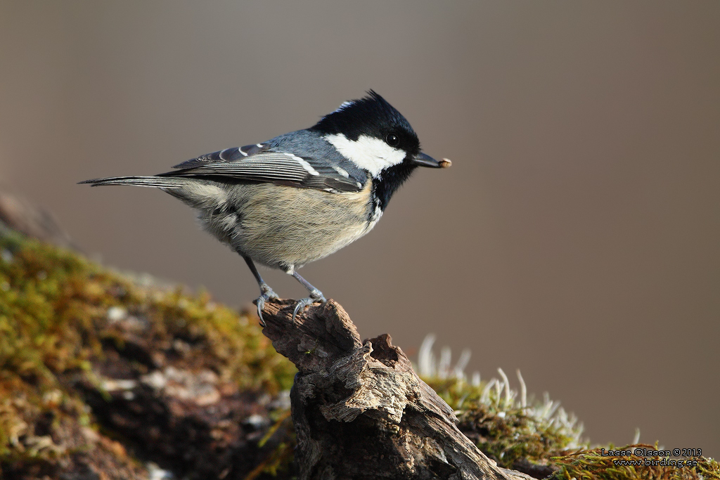 SVARTMES / COAL TIT (Periparus ater) - Stng / Close