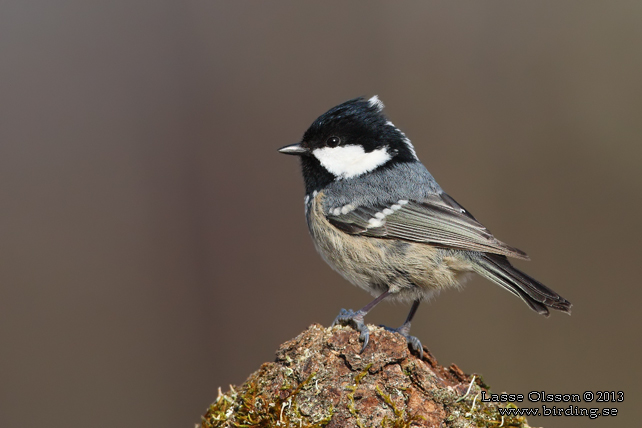 SVARTMES / COAL TIT (Periparus ater)