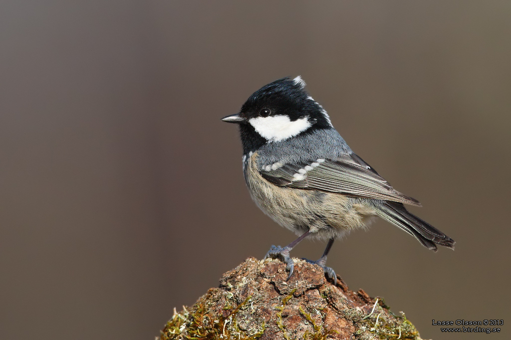 SVARTMES / COAL TIT (Periparus ater) - Stng / Close