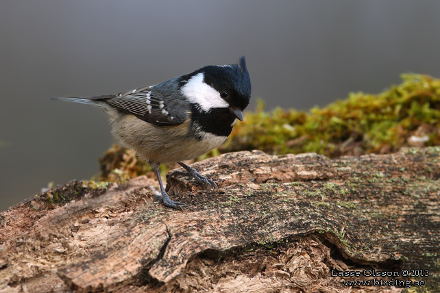 SVARTMES / COAL TIT (Periparus ater)