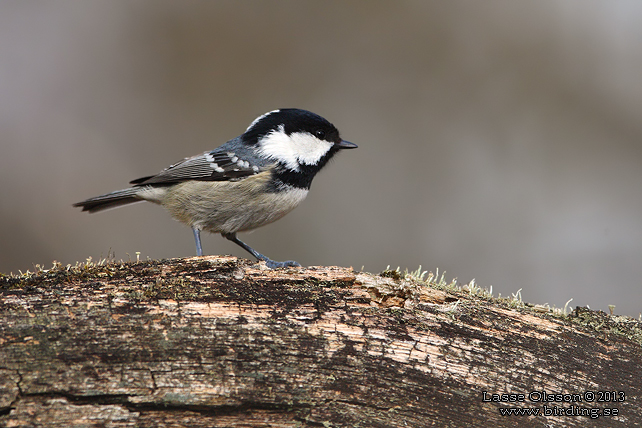 SVARTMES / COAL TIT (Periparus ater)