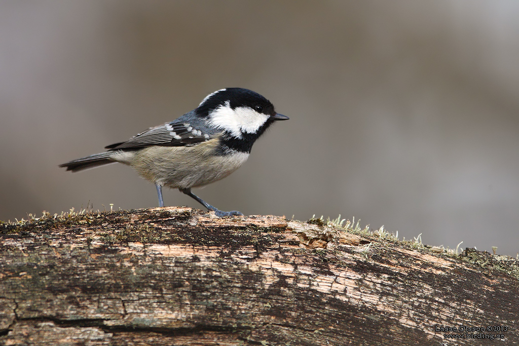 SVARTMES / COAL TIT (Periparus ater) - Stng / Close