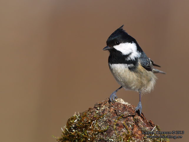 SVARTMES / COAL TIT (Periparus ater)