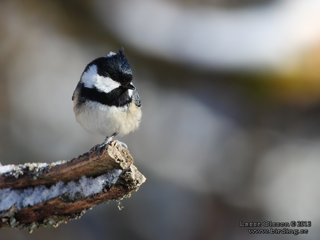 SVARTMES / COAL TIT (Periparus ater)