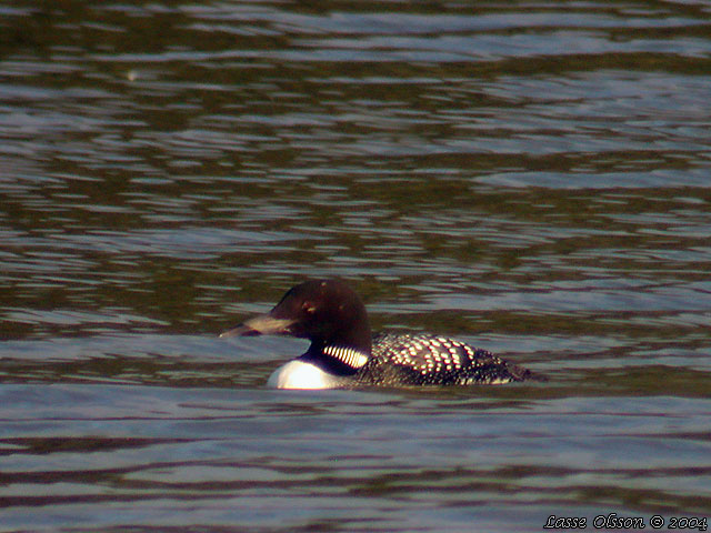 SVARTNBBAD ISLOM / COMMON LOON (Gavia immer)