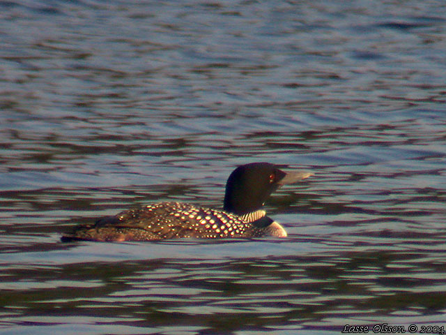 SVARTNBBAD ISLOM / COMMON LOON (Gavia immer)