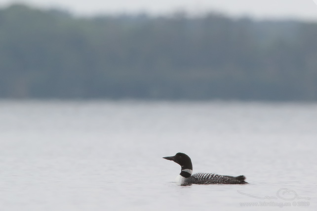 SVARTNÄBBAD ISLOM / COMMON LOON (Gavia immer)