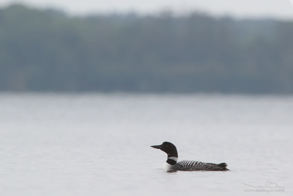 SVARTNBBAD ISLOM / COMMON LOON (Gavia immer) - Stng / Close