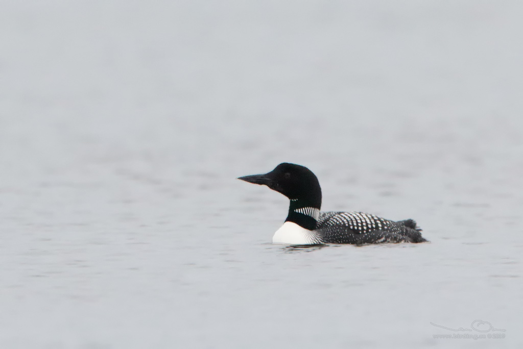 SVARTNBBAD ISLOM / COMMON LOON (Gavia immer) - Stng / Close