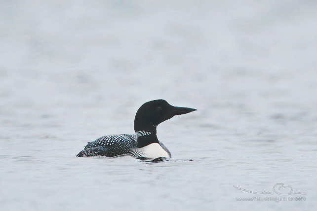 SVARTNÄBBAD ISLOM / COMMON LOON (Gavia immer)