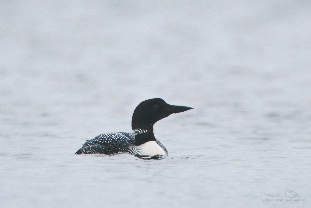 SVARTNBBAD ISLOM / COMMON LOON (Gavia immer) - Stng / Close