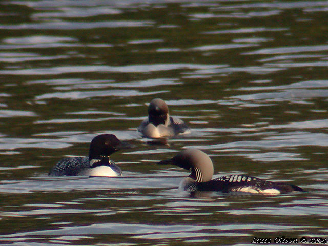 SVARTNBBAD ISLOM / COMMON LOON (Gavia immer)