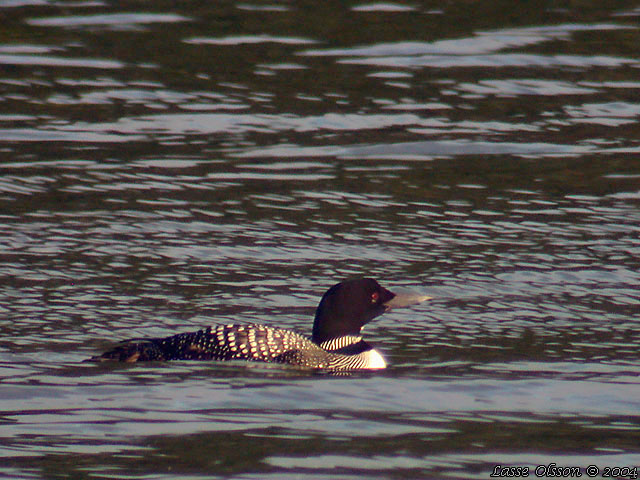 SVARTNBBAD ISLOM / COMMON LOON (Gavia immer)